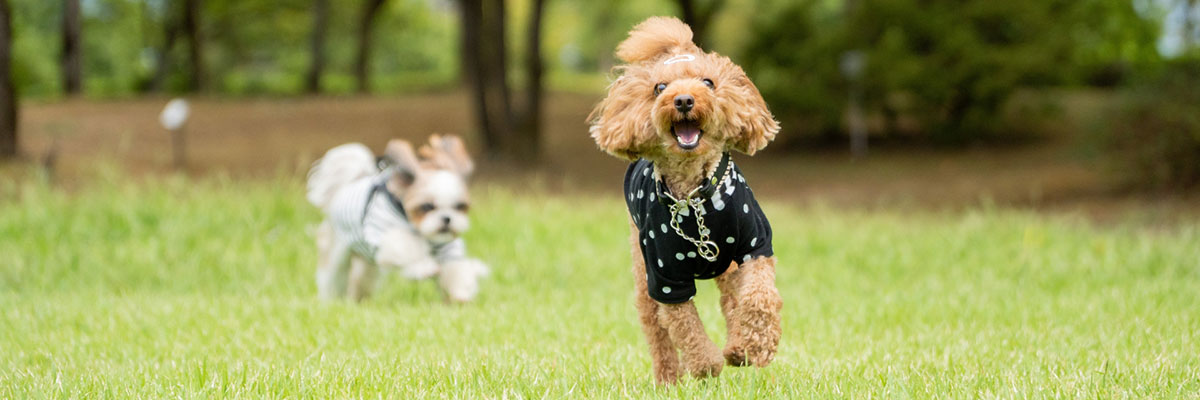 犬と泊まれる